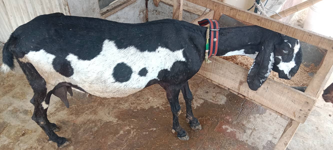 DESI BAKRI and phatt(chelli) for SALE 0