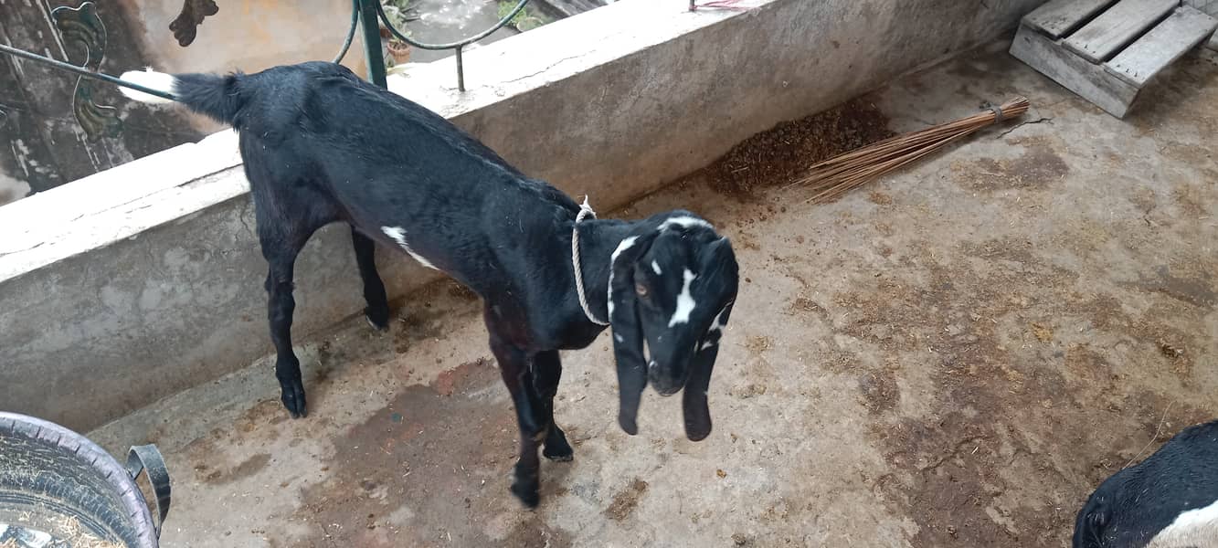 DESI BAKRI and phatt(chelli) for SALE 3