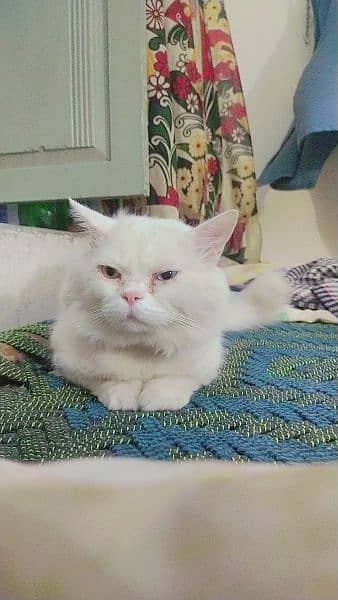 Persian Cat Two color eyes 2