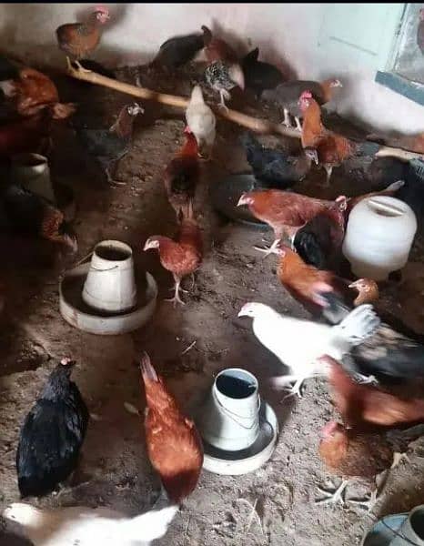 golden misri hens is up for sale 2