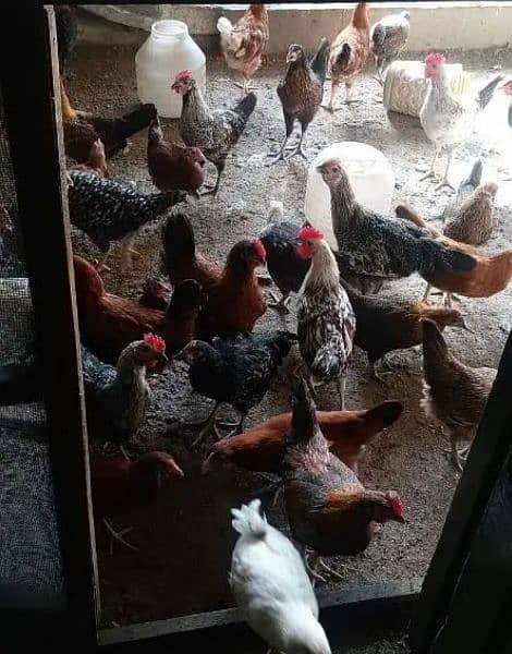 golden misri hens is up for sale 5