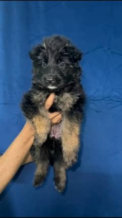 Gsd pups ready for new home