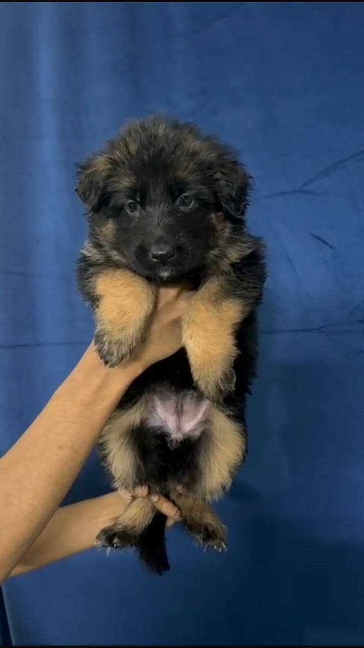Gsd pups ready for new home 1