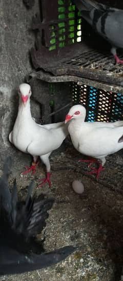 quality pigeons all for sale 0