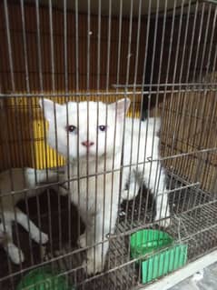 Persian kitten healthy and vaccinated 0