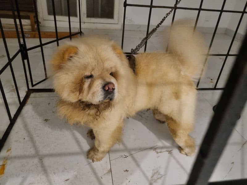 chow chow 2