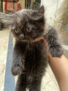 Two Persian kittens black and grey