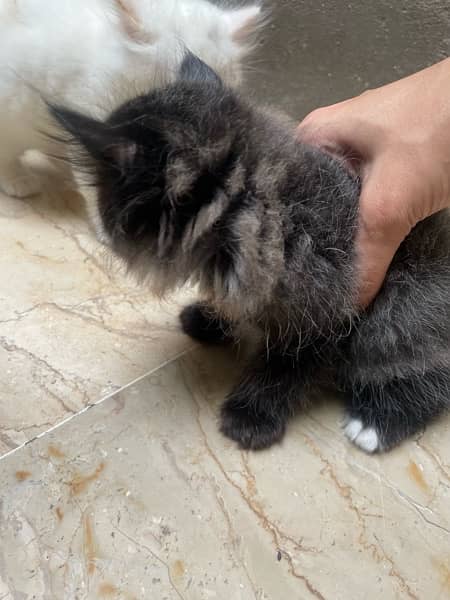 Two Persian kittens black and grey 2