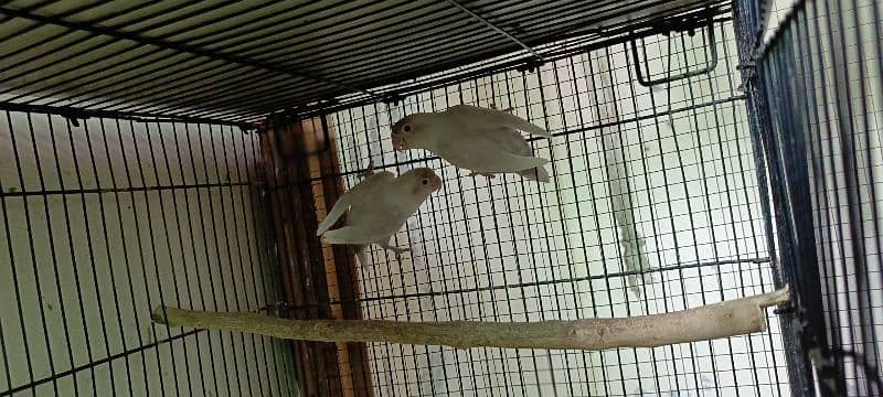 Albino Split red eyes pair 3000 3