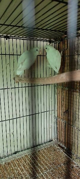 Albino Split red eyes pair 3000 6