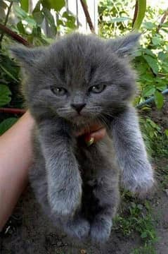 Persian kittens | Kittens pair | Calico kittens | Cute kittens