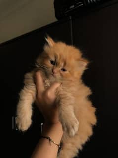 Persian kittens | Kittens pair | Calico kittens | Cute kittens