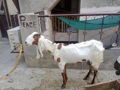 Female Goat for sale with 3.5 months Female Baby goat