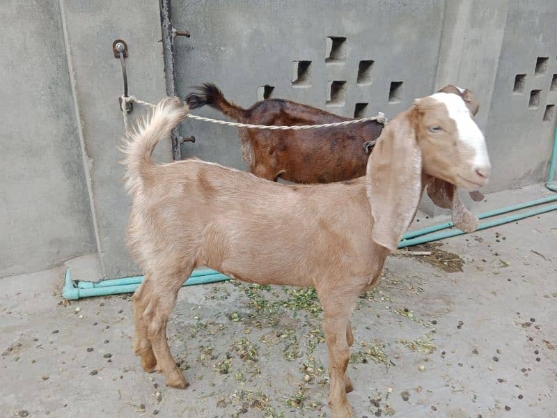 Female Goat for sale with 3.5 months Female Baby goat 1