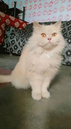 female Persian cat