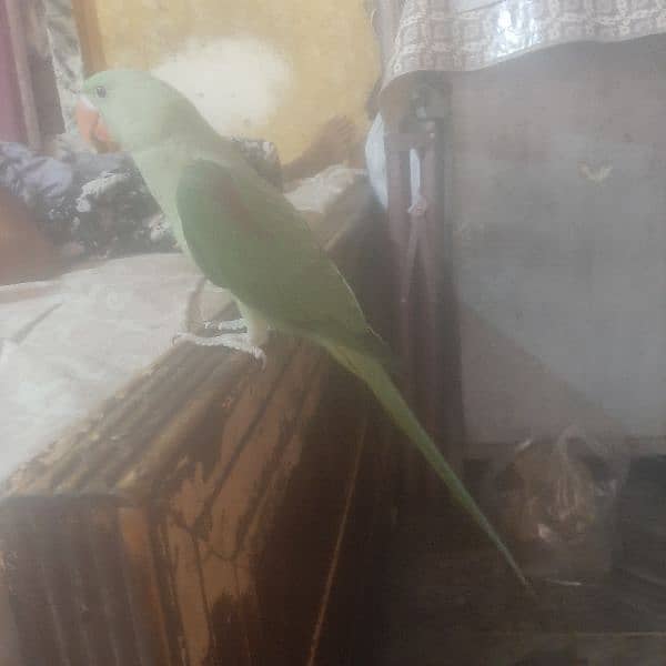 raw baby parrot for sale full healty and active hand tame 3