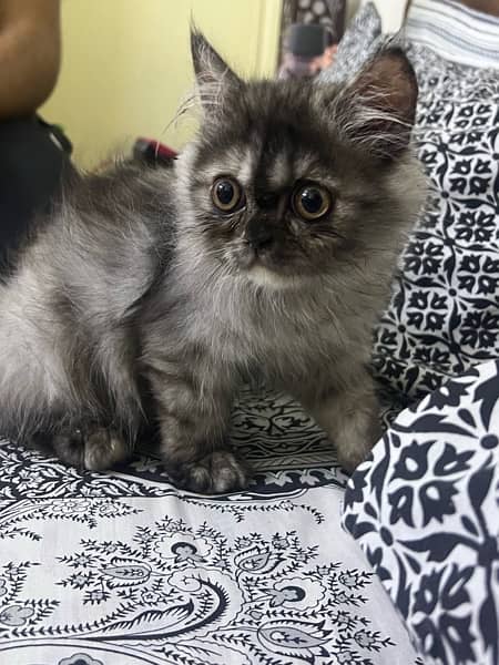 Extreme punch Persian cat for sale 0