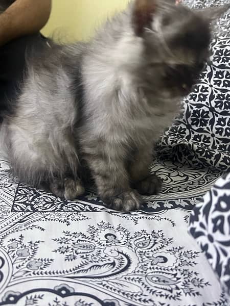 Extreme punch Persian cat for sale 1