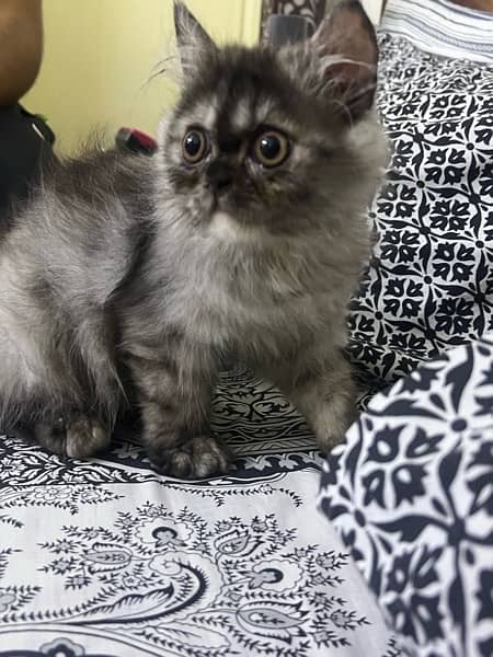 Extreme punch Persian cat for sale 2