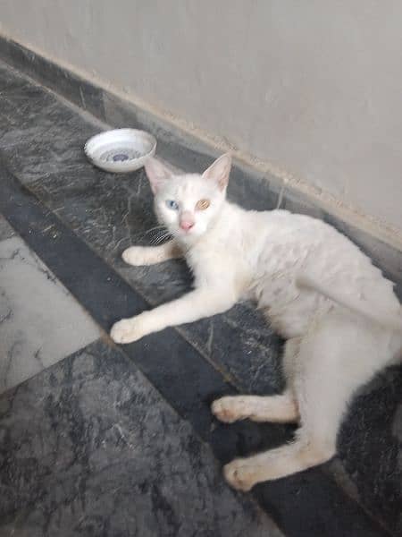 female cat and 5 kittens what's number 03043195600 3
