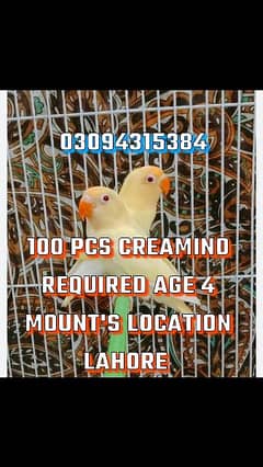 100 pcs required cremino age 4 Month's location Lahore 0