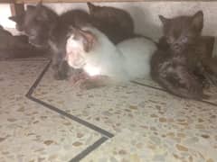 Bomaby cat children for sale per pic 3000 0