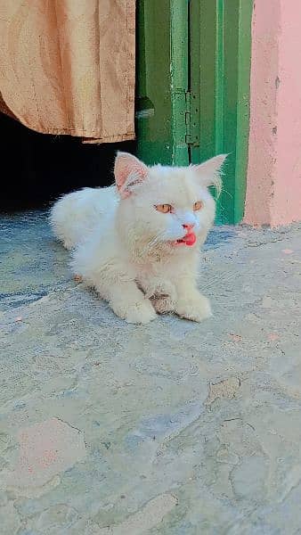 Cats for sale 2