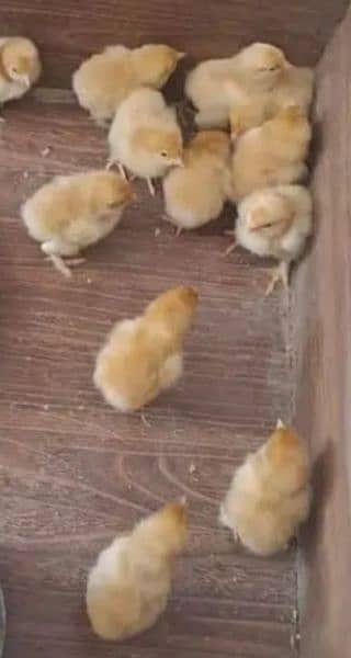 Golden buff chicks 2