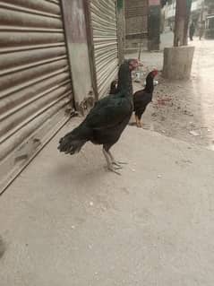 Aseel long height female with 5 chicks