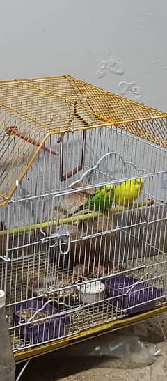 parrot pair 0