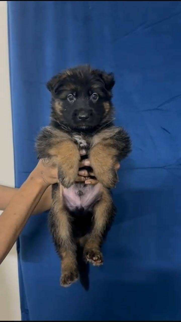 Gsd pups ready for new home 2