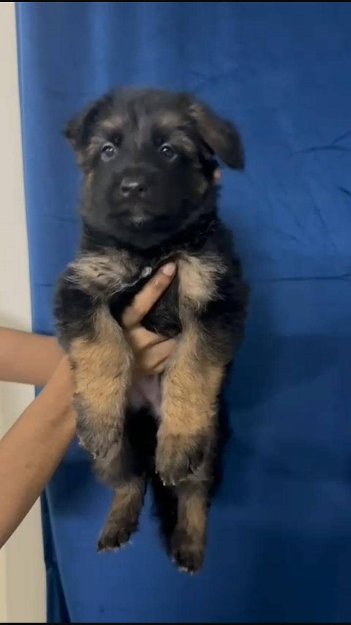 Gsd pups ready for new home 3