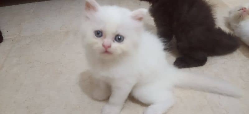 Persian kittens 2