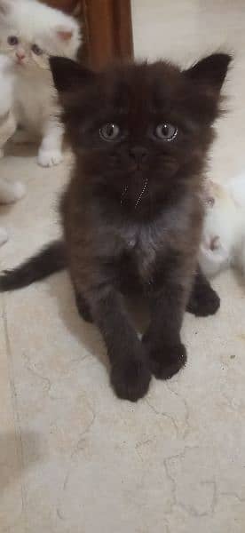 Persian kittens 4