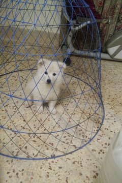 russian samoyed black nose