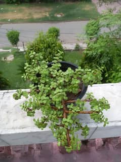 Jade Plant