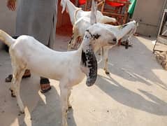 2 goats for sale