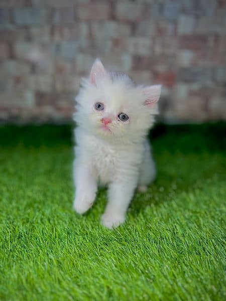 Persian Kittens /price negotiable / pure breed persian/triple coat 0