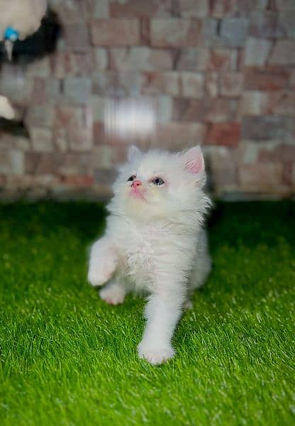 Persian Kittens /price negotiable / pure breed persian/triple coat 3