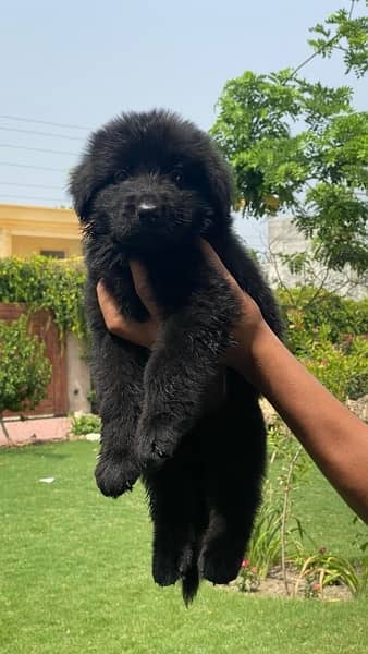 puppies black german shepard longcoat 2