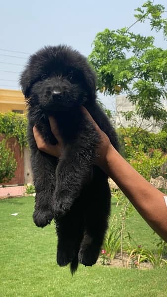 puppies black german shepard longcoat 6