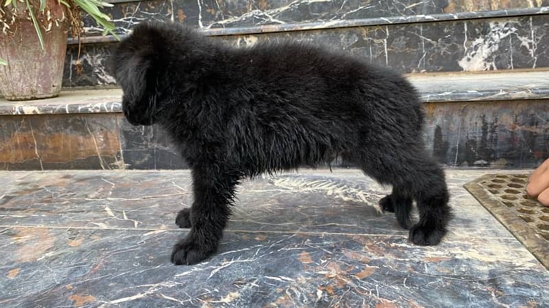 puppies black german shepard longcoat 7