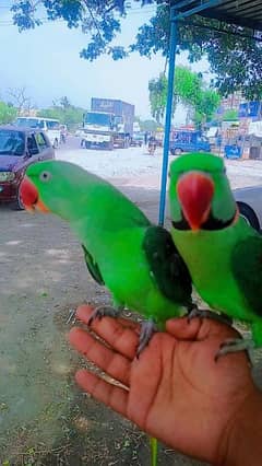 parrots pair