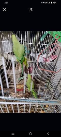 katha kashmiri pair malelittle bit taking and handy with cage