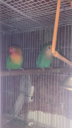 Abbottabad | Loverbirds for sale