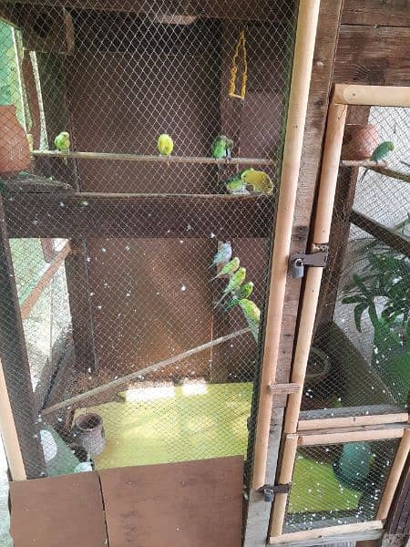 Urgent Budgies Colony for sale 2