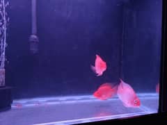 parrot and bluelines fishes for sale in karachi 0