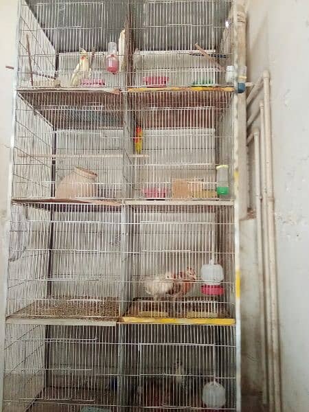 parrot  with  cage 0