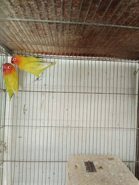 parrot  with  cage 3