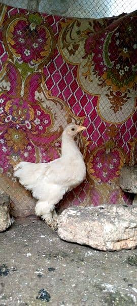 white bantam chick 1